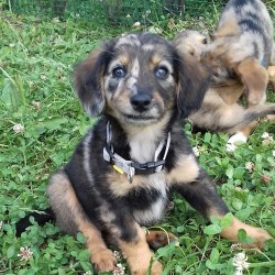 Manchitas