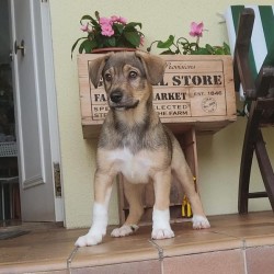 Max