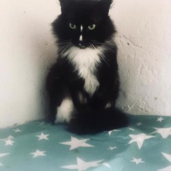 Furacu
