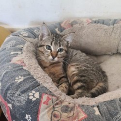 Mia