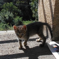 FITO