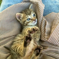 LUNA (ahora Lola)