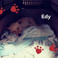 Edy