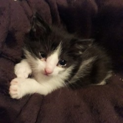 Elvis