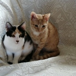 Nicola y Piccola