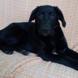 Perla