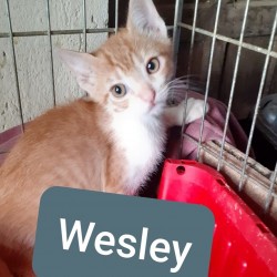Wesley