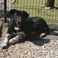 Cocó