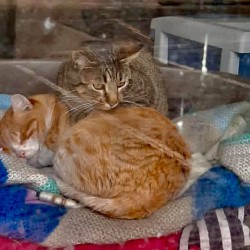 Sebastian y Grey (adopción conjunta)