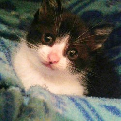 Willow