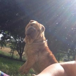 Sharpei