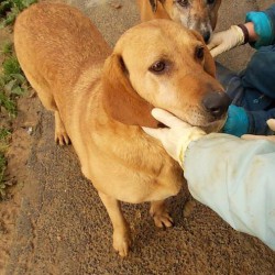 Jara