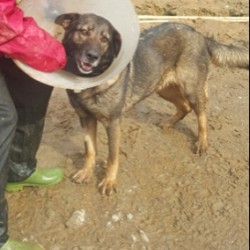 Mora
