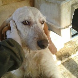 Rufa