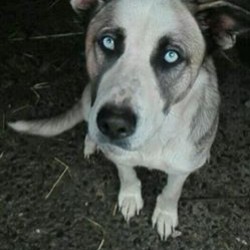 Pepa