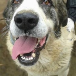Tyson
