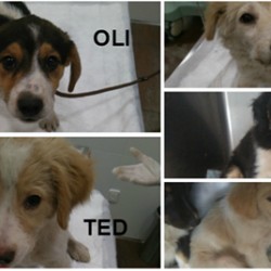 Ted