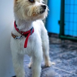 Bolt