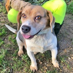 Beagle