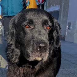LABRADOR x GOLDEN