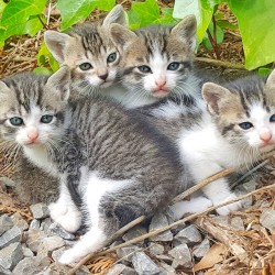 Gatitos