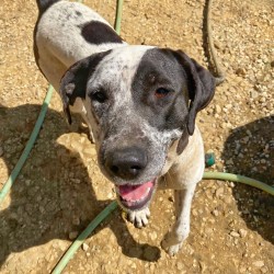 Cachorra mediana