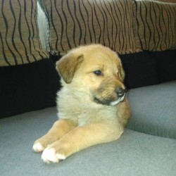Pepa
