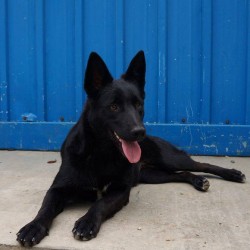 Mora