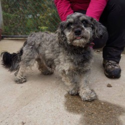 Pumi