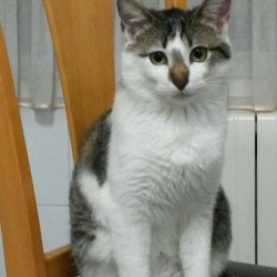 Furbi