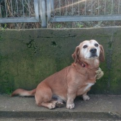 Tobi