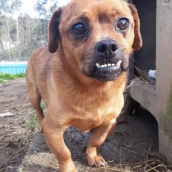 Carmelito