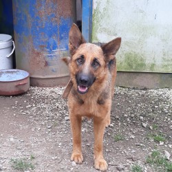 Zira