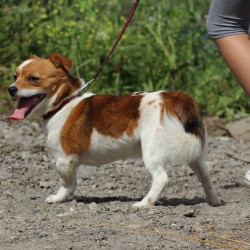 Tomasín