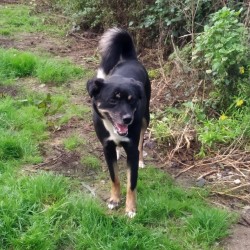 Toby