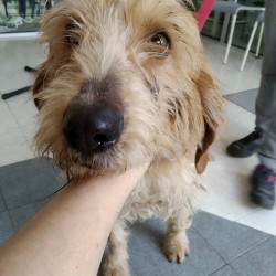 Bela