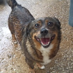 Milú