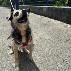 Tico