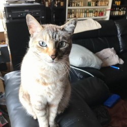 PERLA