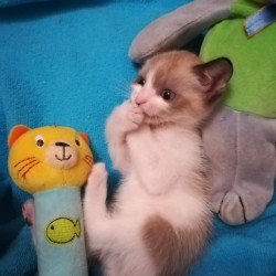 LUCAS