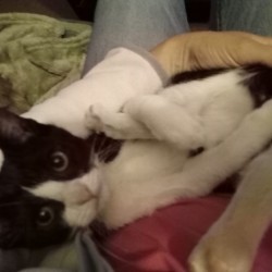 OREO