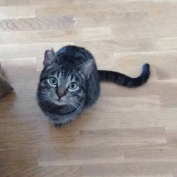 PIPI