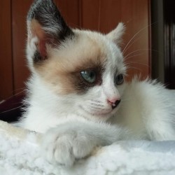 Bianca