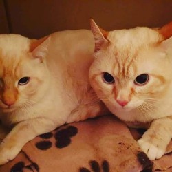Nico y Lucas