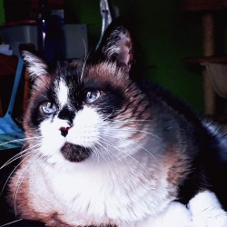 Tim