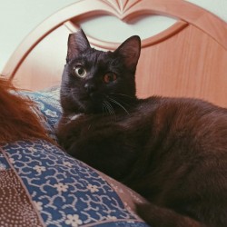 LINA