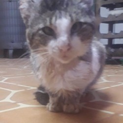TRISTÁN