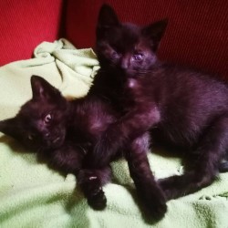 CAPITÁN Y ARLENA