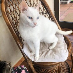 TOM
