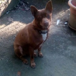 Bicho